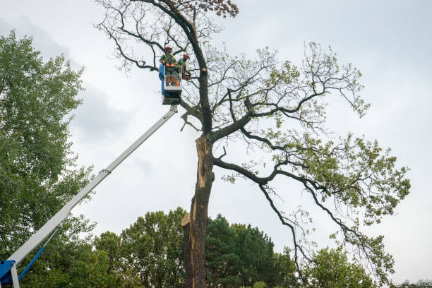Trusted Lakeside, MT Tree Care Experts