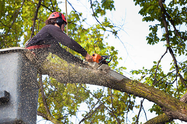How Our Tree Care Process Works  in  Lakeside, MT